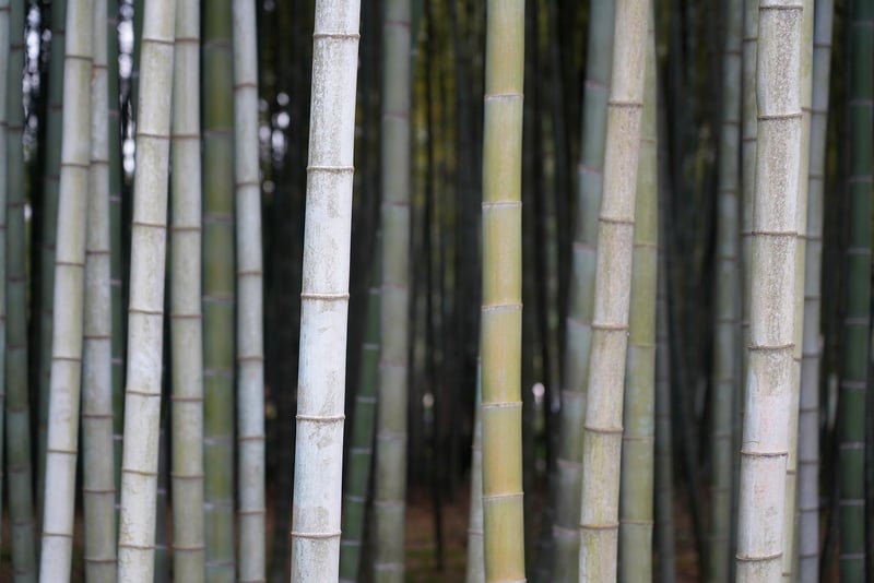Bamboo Utensils