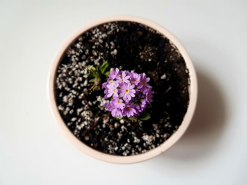 Eco-Friendly Planters